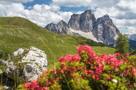 Mount Pelmo, view of Monte Pelmo red mountain flowers, South Tyrol, Alps Dolomites mountains, Italy Europeの写真素材