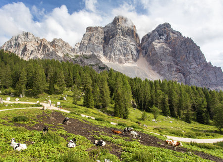 Monte Pelmo, a larch forest and a pasture with a herd of cows, alps Dolomites mountains, Italyの写真素材