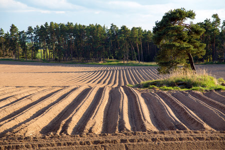 view of a planted potato field with plowed rows, springtime landscapeの写真素材
