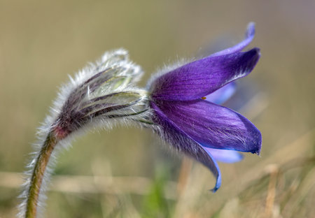 Pasqueflower, Beautiful blue flower of greater pasque flower or pasqueflower on the meadow, in Latin...