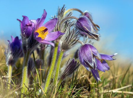 Pasqueflower, Beautiful blue flower of greater pasque flower or pasqueflower on the meadow, in Latin...