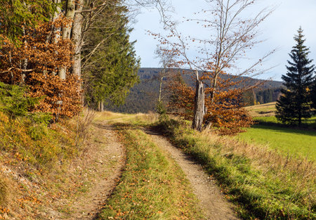 autumn landscape with meadow, forest and dirt roadの写真素材