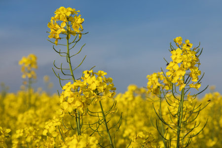 Rapeseed flower, detail of yellow flowering field of rapeseed canola or colza in Latin Brassica...