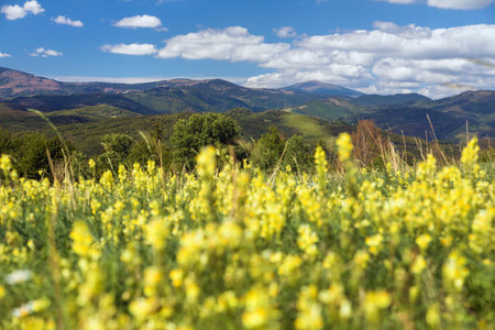 yellow flowering meadow and mount Kralova Hola, Low Tatras or Nizke Tatry, Carpathian mountains,...