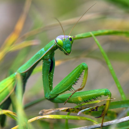European Mantis or Praying Mantis in Latin Mantis religiosa