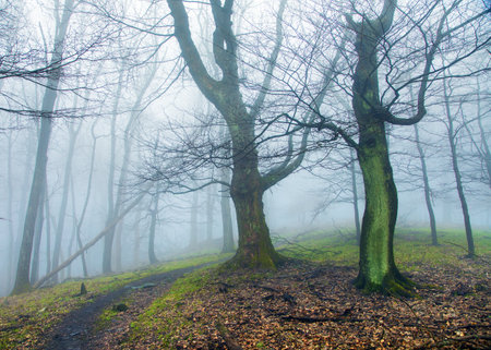 mountain forest still life, view into a misty spring forest with a path way, mysterious forest without leavesの写真素材