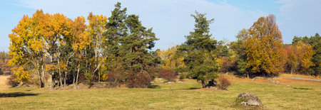 autumnal landscape panoramic view of meadow and forest grove of Common aspen, Eurasian aspen, or quaking aspen and pine treesの写真素材