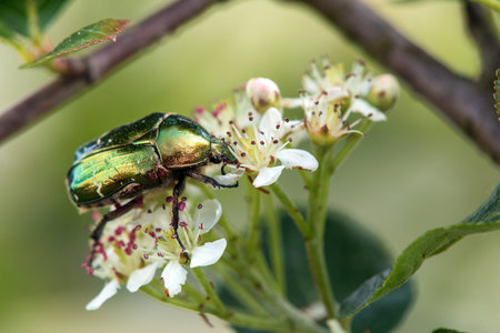 Green Rose Chafer, in Latin Cetonia Aurata, on white and red flower