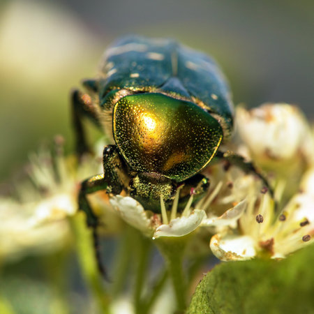 Green Rose Chafer, in Latin Cetonia Aurata, on white and red flower