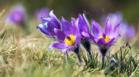 Pasqueflower, Beautiful blue flower of greater pasque flower or pasqueflower on the meadow, in Latin...