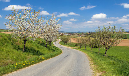 road and alley of flowering cherry trees in Latin Prunus cerasus with beautiful sky, white colored flowering cherry tree, springtime landscapeの写真素材