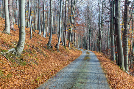 Autumn forest road in deciduous beech forest, Czech Republicの写真素材