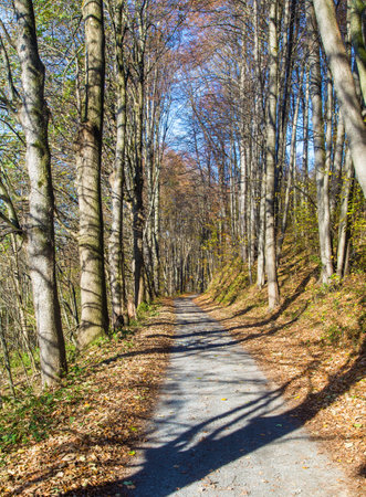 Autumn forest road in deciduous beech forest, Czech Republicの写真素材