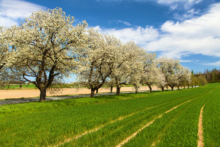 road and alley of flowering cherry trees in Latin Prunus cerasus with beautiful sky, white colored flowering cherry tree, springtime landscapeの写真素材