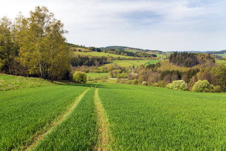 Panoramic view of the landscape from the Czech-Moravian Highlands, Czech Republic, winter wheat field near Jimramovの写真素材