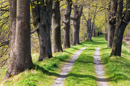 view of springtime linden tree alley, alley of lime trees