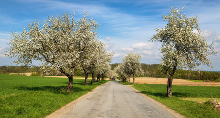 springtime view of the road and a blossoming apple tree alley avenue
