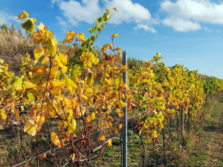 vineyard, autumn in the vineyard, yellow colored vine plants, South Moravia, Czech Republicの写真素材