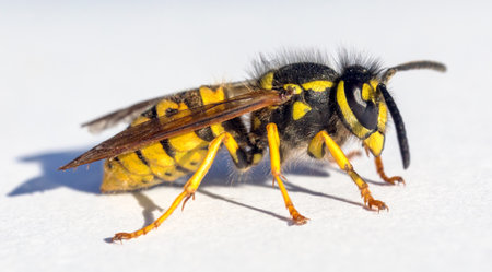 European common wasp German wasp or German yellow jacket isolated on white background in Latin Vespula Vulgaris or Germanicaの写真素材