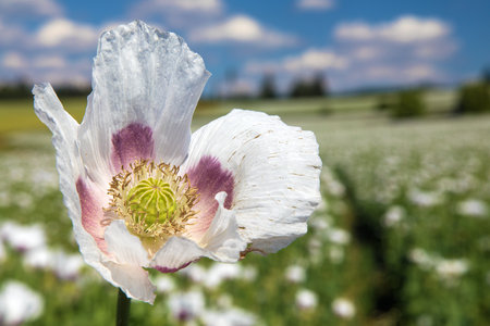 Detail of poppy flower, in Latin papaver somniferum, white colored flowering poppy is grown in Czech Republic for food industryの写真素材