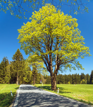 road and spring flowering maples, maple trees, springtime landscapeの写真素材