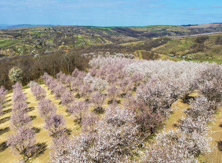 Almond orchard, spring view of a blossoming pink almond orchard near Hustopece, South Moravia, Czech Republicの写真素材