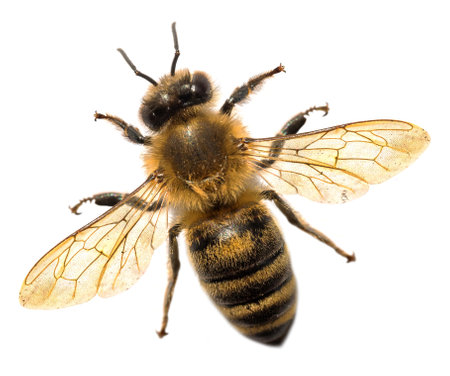 detail of bee or honeybee in Latin Apis Mellifera, European or western honey bee isolated on the white backgroundの写真素材