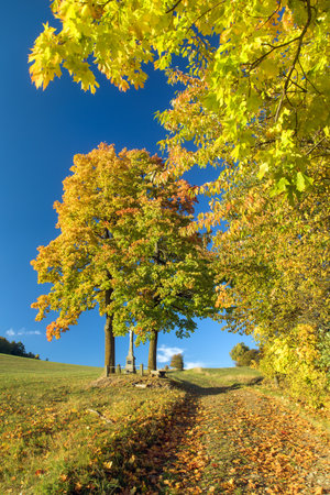 yellow deciduous maple trees and cart road, autumn landscape viewの写真素材