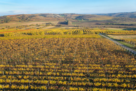vineyard, autumn in the vineyard, yellow colored vine plants, South Moravia, Czech Republicの写真素材