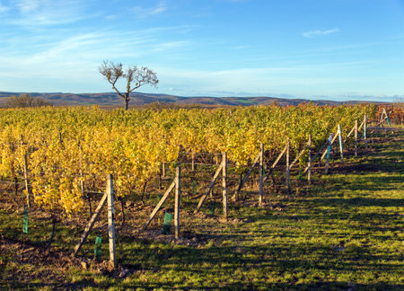 vineyard, autumn in the vineyard, yellow colored vine plants, South Moravia, Czech Republicの写真素材