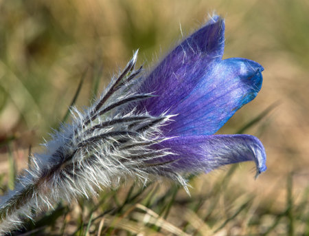 Pasqueflower, Beautiful blue flower of greater pasque flower or pasqueflower on the meadow, in Latin...
