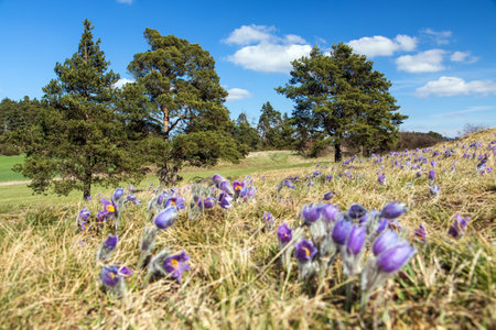 meadow full of pasqueflowers and pine trees landscapeの写真素材