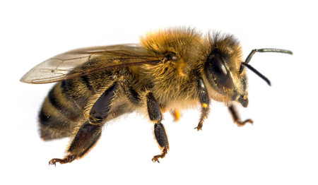 detail of bee or honeybee in Latin Apis Mellifera, European or western honey bee isolated on the white backgroundの写真素材