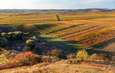 vineyard, autumn in the vineyard, yellow colored vine plants, From Zimarky hill, South Moravia, Czech Republicの写真素材