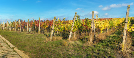 vineyard, autumn in the vineyard, red and yellow colored vine plants, South Moravia, Czech Republicの写真素材