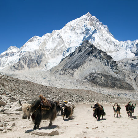 Panoramic view of Khumbu glacier and mount Nuptse with group of yaks near Gorak Shep village on the way to mount Everest base camp, Khumbu valley, Solukhumbu, Nepalの写真素材