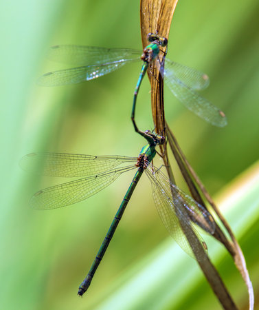 willow emerald damselfly, green emerald damselfly or western willow spreadwing, in Latin Chalcolestes viridis during matingの写真素材