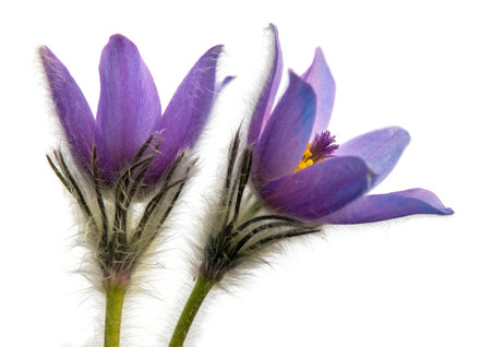 Two Pasqueflowers isolated on white background. Beautiful blue flower of greater pasque flower or pasqueflower on the meadow, in Latin pulsatilla grandisの写真素材