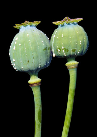 Detail of poppy heads, in Latin papaver somniferum, immature poppy heads with drops of milk latex, two poppy capsules isolated on black backgroundの写真素材