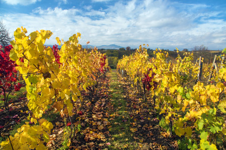 vineyard, autumn in the vineyard, yellow colored vine plants, Pavlov hills, South Moravia, Czech Republicの写真素材