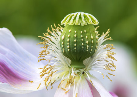 Detail of white colored flowering poppy, in Latin papaver somniferum, is grown in Czech Republic for food industryの写真素材