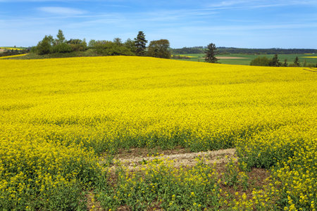 Rapeseed, canola or colza field in Latin Brassica Napus with beautiful clouds on sky, rapeseed is plant for green energy and oil industry, springtime golden flowering fieldの写真素材