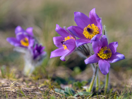 Pasqueflower, Beautiful blue flower of greater pasque flower or pasqueflower on the meadow, in Latin pulsatilla grandisの写真素材