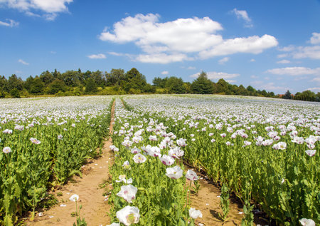 flowering poppy field with beautiful clouds on sky, in Latin papaver somniferum, white colored poppy is grown in Czech Republic for food industryの写真素材
