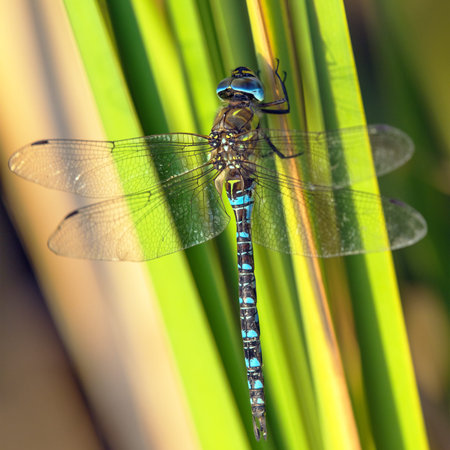 Migrant hawker dragonfly in Latin Aeshna mixta is dragonfly blue brown and green colored living in...