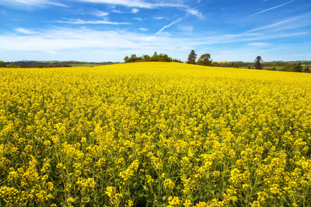 Rapeseed, canola or colza field in Latin Brassica Napus with beautiful clouds on sky, rapeseed is...