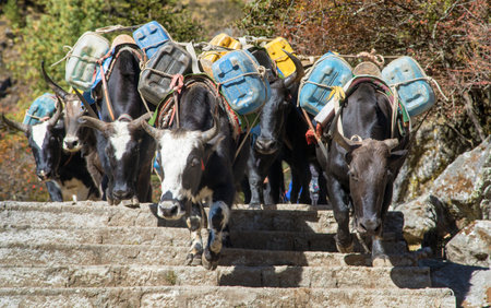 Caravan of yaks or dzo on the steps on the way to Everest base camp with canisters, goods and luggage, Nepal Himalayas mountainsの写真素材