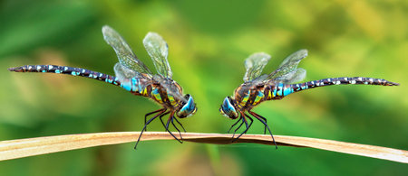 Migrant hawker dragonfly in latin Aeshna mixta is Dragonfly blue brown and green colored living in...