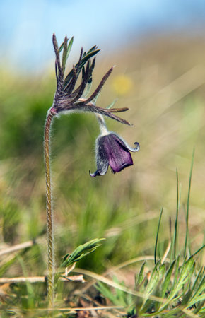 Pasqueflower. Beautiful flower of small pasque flower or pasqueflower on flowering meadow in Latin...