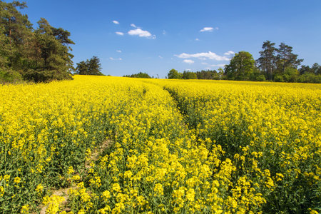 Rapeseed, canola or colza field in Latin Brassica Napus, rape seed is plant for green energy and oil...